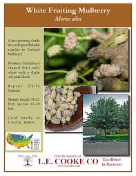 Both berries are very tasty, with the persian berry having a much bolder flavor, with a more sweet/tart complex taste. Mulberry Trees