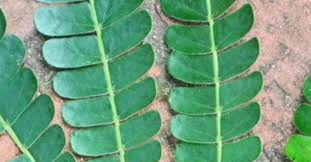 Image result for Albizia adianthifolia