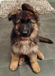 Puppy Fluffy Black And Brown Dog Buddy The Mixed Breed Cute Dogs Cute Puppies Dogs And Puppies