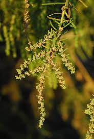 Image result for Suaeda monoica