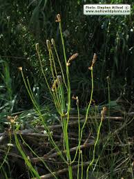 Image result for Equisetum ramosissimum