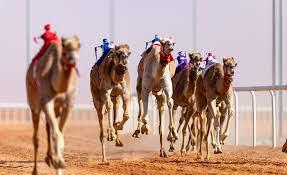 رأي أحد الزوار لمهرجان الابل | prospective of camel festival guest. Female Saudi Camel Owner Off To The Races For First Time At King Abdulaziz Camel Festival Destination Ksa