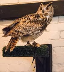 YARAK ile ilgili görsel sonucu