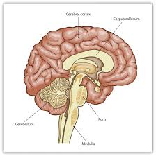 4 2 Our Brains Control Our Thoughts Feelings And Behaviour