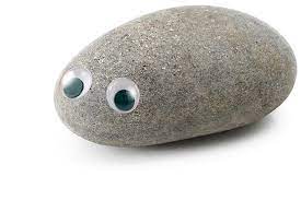 Sad Day For Pet Rock Owners