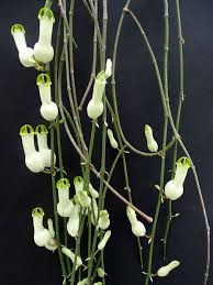 Image result for Ceropegia circinata