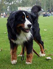 Bernese Mountain Dog Wikipedia