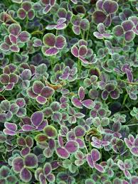 Image result for Trifolium