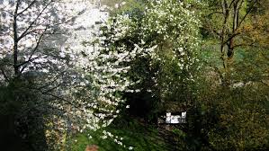 Auf dem jedem dorfbewohner öffentlich zugänglichen „kirchhof konnte sich die dorfjugend „in der goldenen herbsteszeit frei bedienen. Ob Theodor Fonatane Nicht An Die Birnbaumblute Dachte Tu Domine