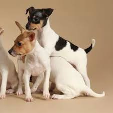 Exploring the many shades of prejudice