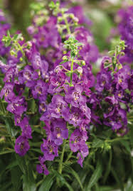 Pin On Annual Flower Bed