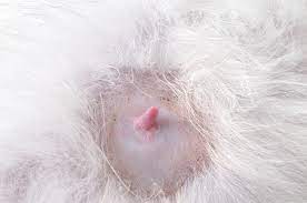Breast cancer in pets is more commonly referred to as mammary gland cancer. 7 Things You Need To Know About Breast Cancer In Cats Catster
