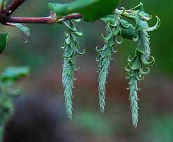 Image result for Halleria elliptica
