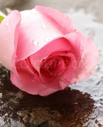 Hewego purple rose shower curtain set rose and water drops shower curtains with rugs durable waterproof pretty shower curtains with 12 hooks bathroom set large size 5.0 out of 5 stars 2 $45.99 $ 45. Beautiful Pink Rose With Water Drops On Stock Image Colourbox