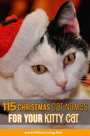 Christmas cat names are great for those who have a special place in their heart for the holidays. Felineliving Net Girl Cat Names Cat Names Christmas Cats