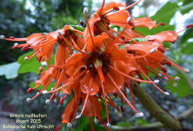 Image result for Greyiaceae