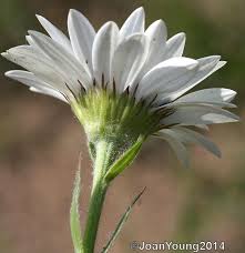 Image result for Callilepis laureola