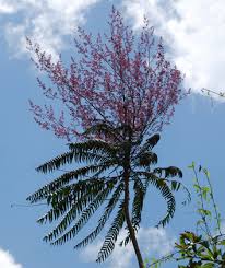 Image result for Ptaeroxylon