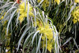 It is one of the most common trees on the highveld and in the bushveld in south africa, but not found in the lowveld. Searsia Lancea Karee Tree African Sumac Willow Rhus Small Stock Photo Picture And Royalty Free Image Image 97247424