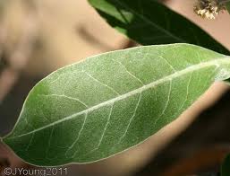 Image result for Terminalia sericea