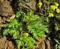 Image result for Sanicula