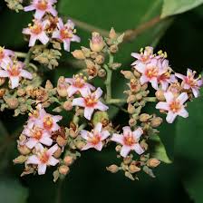Image result for Melochia melissifolia