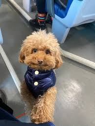 AIUTIAMO A RITROVARLO!!!