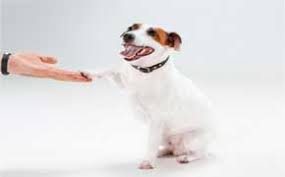 Rever De Chien Blanc Signification Interpretation En Islam
