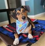 Top 10 Beagle Mixes for Families