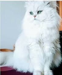 18 Likes 0 Comments The Sweetest Cats The Sweetest Cats On Instagram قطة قطط قططي قط قطط جميله White Kittens Cat With Blue Eyes Grey And White Cat