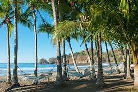 Image result for Nicolasia costata