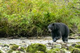 American Black Bear International Association For Bear