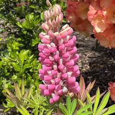 Image result for Lupinus