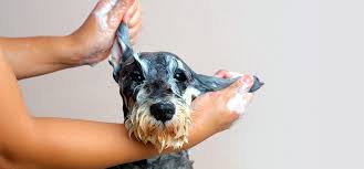 How often to wash dog. How Often Should You Wash Your Dog