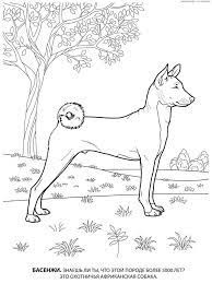 Basenji Color Page Dog Coloring Book Dog Coloring Page Animal Drawings