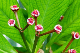 Image result for Euphorbia umbellata