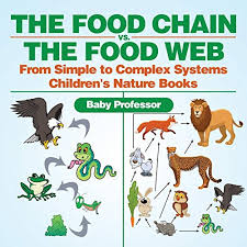 Rainforest Food Chain Lesson For Kids - Lesson | Study.Com