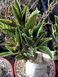 Image result for Cyphostemma congestum