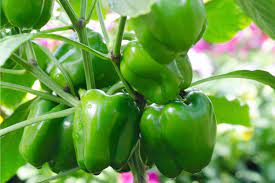 How long does it take for the pimentos to turn red? When To Pick Peppers Store Peppers And How To Know If They Are Ripe