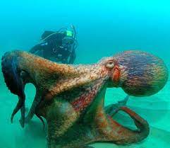 The Giant Pacific Octopus Is Considered The Largest Octopus Species In The World And Inhabits The Nort Water Animals Giant Pacific Octopus Ocean Animals