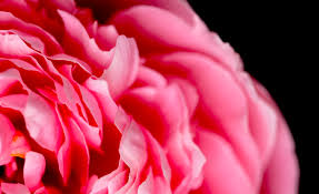 I fiori sono bellissime creature della natura. Fiori Bellissimi 9 Significati Floreali Da Indossare Arja Cajo