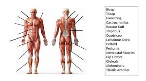If you get in touch with those, body movements themselves will be easier to understand. Muscular Contraction Worksheets Teaching Resources