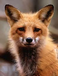 Anyone else got a furry friend. If so let's see them