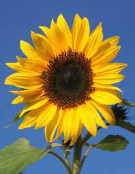 Sunflower Sunflower Pictures Sunflower Garden Sunflower Wallpaper