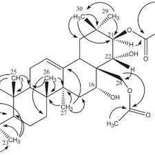 Image result for Eriocoelum microspermum