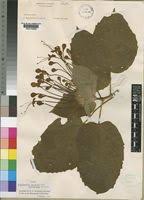 Image result for Clerodendrum capitatum