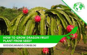 Each fruit weighs between 150 and 600 grams and is commonly used in fruit. How To Grow A Dragon Fruit Plant From Seed Seeds Del Mundo