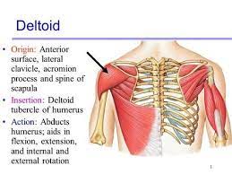 Deltoid Origin Anterior Surface Lateral Clavicle Acromion Process And Spine Of Scapula Insertion Del Muscular System Muscular System Anatomy Muscle Anatomy