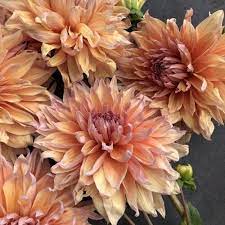 Dahlia Sherwood S Peach Goldenrod Gardens Flower Farmer Dahlias Wedding Dahlia Flower