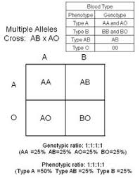 Punnett Squares Punnett Squares Chemistry Experiments Science Chemistry